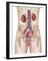 Anatomy of Male Urinary System-Stocktrek Images-Framed Premium Photographic Print