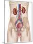 Anatomy of Male Urinary System-Stocktrek Images-Mounted Premium Photographic Print