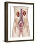 Anatomy of Male Urinary System-Stocktrek Images-Framed Photographic Print