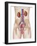 Anatomy of Male Urinary System-Stocktrek Images-Framed Photographic Print