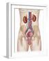 Anatomy of Male Urinary System-Stocktrek Images-Framed Photographic Print