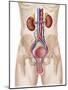 Anatomy of Male Urinary System-Stocktrek Images-Mounted Photographic Print