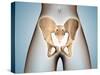 Anatomy of Pelvic Bone on Female Body-null-Stretched Canvas