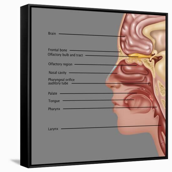 Anatomy of Smell, Illustration-Gwen Shockey-Framed Stretched Canvas