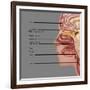 Anatomy of Smell, Illustration-Gwen Shockey-Framed Giclee Print