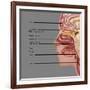 Anatomy of Smell, Illustration-Gwen Shockey-Framed Giclee Print