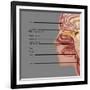 Anatomy of Smell, Illustration-Gwen Shockey-Framed Giclee Print