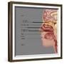 Anatomy of Smell, Illustration-Gwen Shockey-Framed Giclee Print