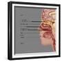 Anatomy of Smell, Illustration-Gwen Shockey-Framed Giclee Print