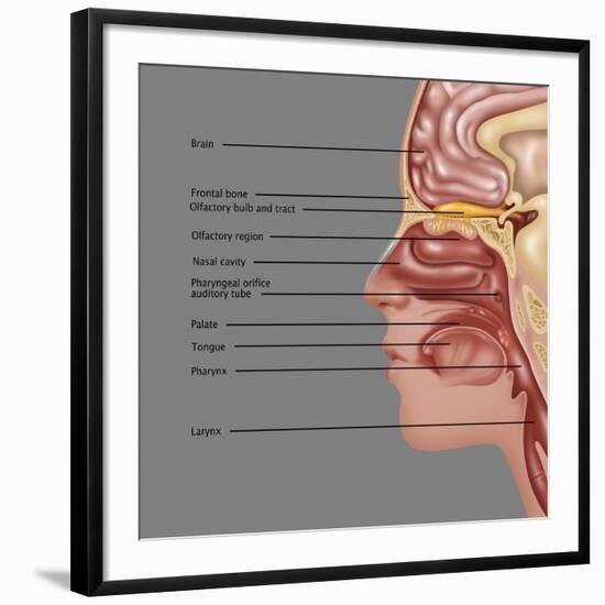 Anatomy of Smell, Illustration-Gwen Shockey-Framed Giclee Print