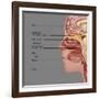 Anatomy of Smell, Illustration-Gwen Shockey-Framed Premium Giclee Print