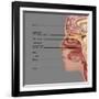 Anatomy of Smell, Illustration-Gwen Shockey-Framed Premium Giclee Print