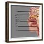 Anatomy of Smell, Illustration-Gwen Shockey-Framed Giclee Print