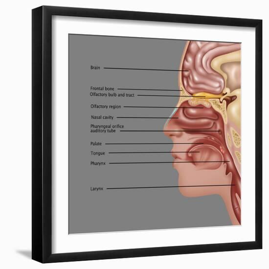 Anatomy of Smell, Illustration-Gwen Shockey-Framed Giclee Print