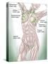 Anatomy of Superficial (Surface) Lymphatics-Stocktrek Images-Stretched Canvas