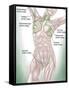 Anatomy of Superficial (Surface) Lymphatics-Stocktrek Images-Framed Stretched Canvas