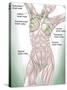 Anatomy of Superficial (Surface) Lymphatics-Stocktrek Images-Stretched Canvas