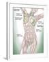 Anatomy of Superficial (Surface) Lymphatics-Stocktrek Images-Framed Premium Photographic Print