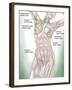 Anatomy of Superficial (Surface) Lymphatics-Stocktrek Images-Framed Premium Photographic Print