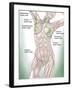 Anatomy of Superficial (Surface) Lymphatics-Stocktrek Images-Framed Premium Photographic Print