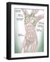 Anatomy of Superficial (Surface) Lymphatics-Stocktrek Images-Framed Photographic Print