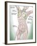 Anatomy of Superficial (Surface) Lymphatics-Stocktrek Images-Framed Photographic Print