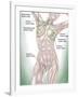 Anatomy of Superficial (Surface) Lymphatics-Stocktrek Images-Framed Photographic Print