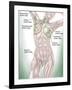 Anatomy of Superficial (Surface) Lymphatics-Stocktrek Images-Framed Photographic Print