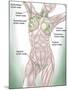 Anatomy of Superficial (Surface) Lymphatics-Stocktrek Images-Mounted Photographic Print