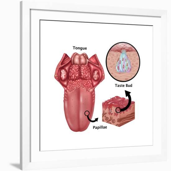 Anatomy of Taste, Illustration-Gwen Shockey-Framed Art Print