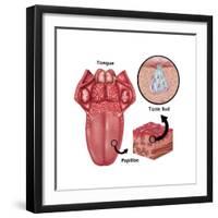 Anatomy of Taste, Illustration-Gwen Shockey-Framed Art Print