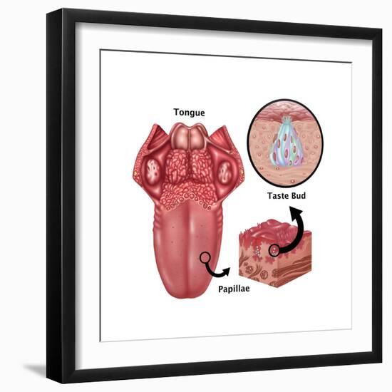 Anatomy of Taste, Illustration-Gwen Shockey-Framed Art Print