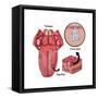 Anatomy of Taste, Illustration-Gwen Shockey-Framed Stretched Canvas