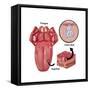 Anatomy of Taste, Illustration-Gwen Shockey-Framed Stretched Canvas