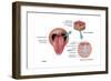 Anatomy of Taste, Illustration-Gwen Shockey-Framed Art Print