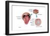 Anatomy of Taste, Illustration-Gwen Shockey-Framed Art Print