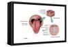 Anatomy of Taste, Illustration-Gwen Shockey-Framed Stretched Canvas