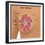 Anatomy of the Breast-Gwen Shockey-Framed Giclee Print