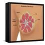 Anatomy of the Breast-Gwen Shockey-Framed Stretched Canvas