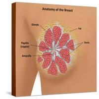 Anatomy of the Breast-Gwen Shockey-Stretched Canvas