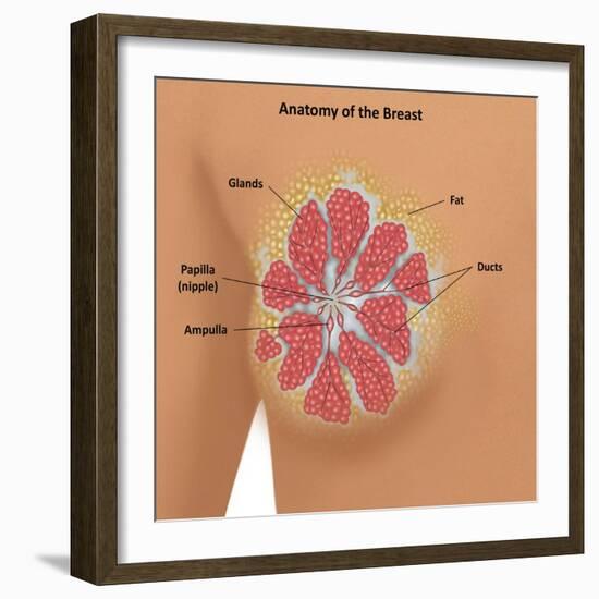 Anatomy of the Breast-Gwen Shockey-Framed Giclee Print