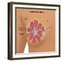 Anatomy of the Breast-Gwen Shockey-Framed Giclee Print