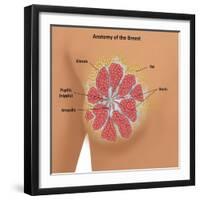 Anatomy of the Breast-Gwen Shockey-Framed Giclee Print