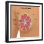 Anatomy of the Breast-Gwen Shockey-Framed Giclee Print