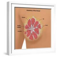 Anatomy of the Breast-Gwen Shockey-Framed Giclee Print