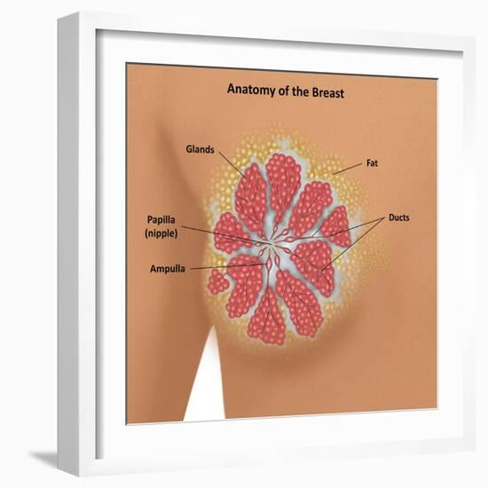 Anatomy of the Breast-Gwen Shockey-Framed Giclee Print