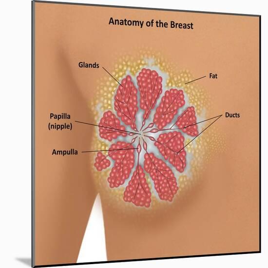 Anatomy of the Breast-Gwen Shockey-Mounted Giclee Print