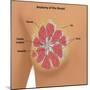 Anatomy of the Breast-Gwen Shockey-Mounted Giclee Print