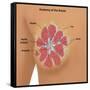 Anatomy of the Breast-Gwen Shockey-Framed Stretched Canvas