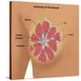 Anatomy of the Breast-Gwen Shockey-Stretched Canvas